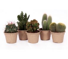 Cactus, pot 12 cm, h 15 cm, meerdere variaties