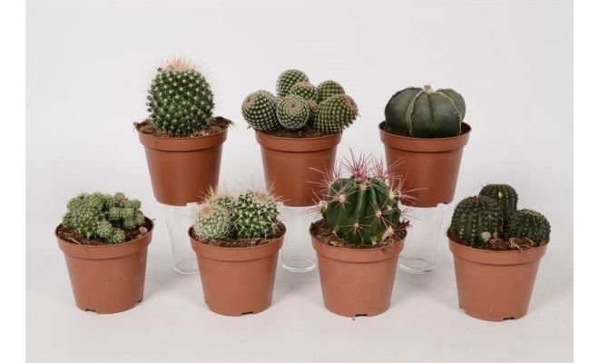 Cactus, pot 12 cm, meerdere variaties - afbeelding 1