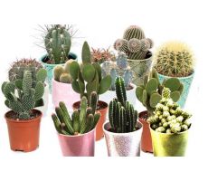 Cactus, pot 12 cm, meerdere variaties - afbeelding 2