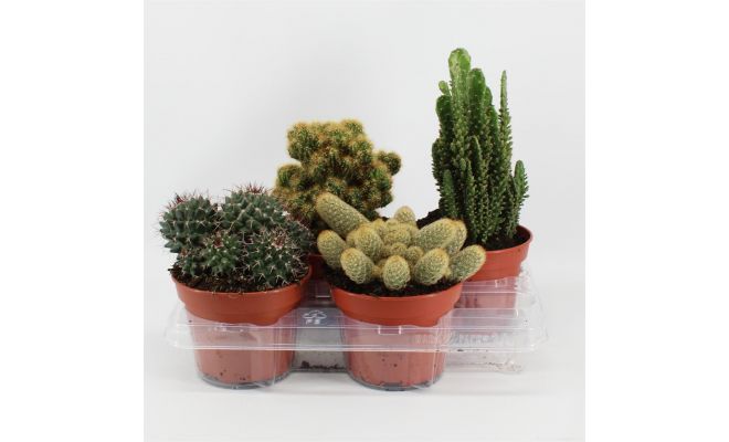 Cactus, pot 15 cm, h 30 cm, meerdere variaties