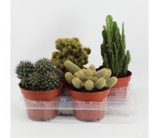 Cactus, pot 15 cm, h 30 cm, meerdere variaties