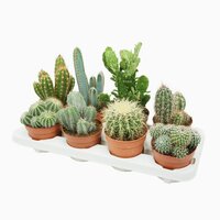 Cactus, pot 16 cm, meerdere variaties