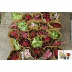 Caladium mix, pot 21 cm, h 40 cm
