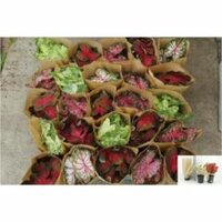 Caladium mix, pot 21 cm, h 40 cm