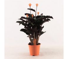 Calathea Crocata Candela (Pauwenplant), pot 14 cm