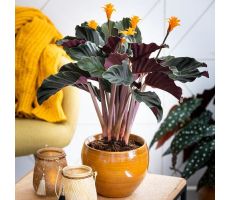 Calathea Crocata Tassmania (Pauwenplant), pot 14 cm, h 40 cm - afbeelding 2