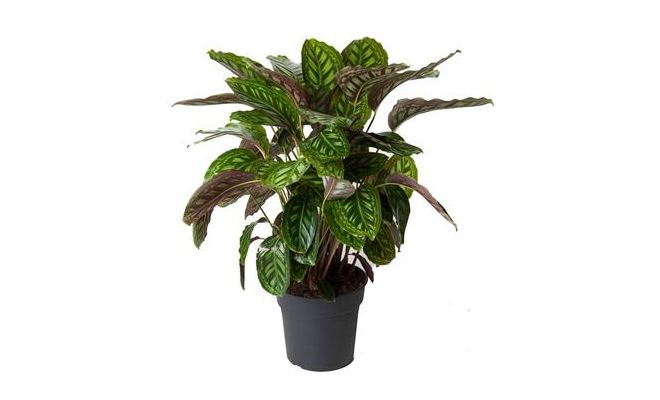 Calathea Mammi (Pauwenplant) (The Living Plant), pot 21 cm, h 70 cm
