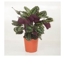 Calathea Medaillon (Pauwenplant) (The Living Plant), pot 27 cm, h 80 cm