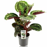 Calathea Medallion (Pauwenplant), pot 19 cm, h 75 cm - afbeelding 2