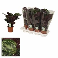 Calathea  'Medallion, pot 14 cm, h 40 cm