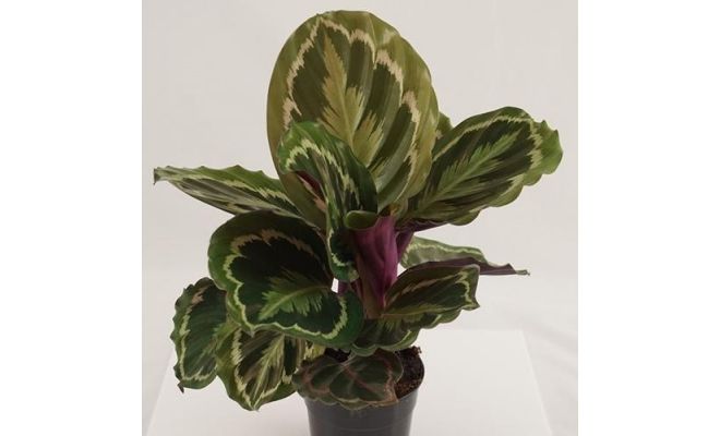 Calathea Medallion (Pauwenplant), pot 19 cm, h 75 cm - afbeelding 1