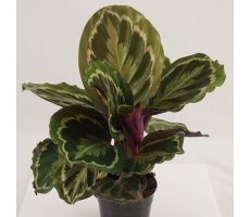 Calathea Medallion (Pauwenplant), pot 19 cm, h 75 cm - afbeelding 1