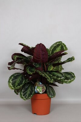 Calathea  'Medallion (Pauwenplant) potmaat 24cm h80cm