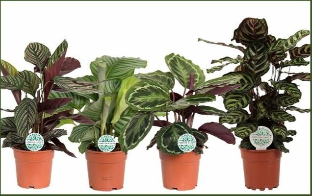 Calathea mix, pot 17 cm, h 50 cm