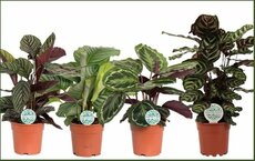 Calathea mix, pot 17 cm, h 50 cm