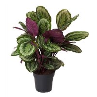 Calathea  'Mysty, pot 19 cm, h 75 cm