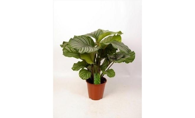 Calathea Orbifolia (Pauwenplant), pot 19 cm, h 85 cm