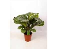 Calathea Orbifolia (Pauwenplant), pot 19 cm, h 85 cm