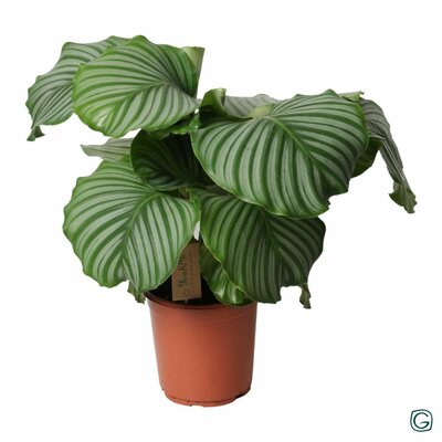 Calathea orbifolia, pot 19 cm, h 85 cm