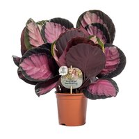 Calathea roseopicta Crimson, p 14, h 40 cm - afbeelding 1