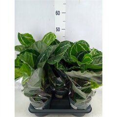 Calathea roseopicta green, pot 14 cm, h 45 cm - afbeelding 1