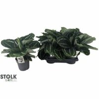 Calathea roseopicta green, pot 14 cm, h 45 cm - afbeelding 2