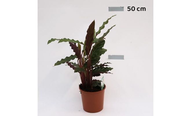Calathea Rufibarba Elgergrass (Pauwenplant) (The Living Plant), pot 12 cm, h 40 cm - afbeelding 1
