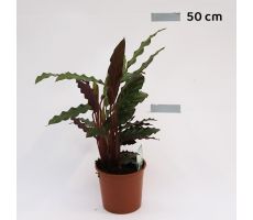 Calathea Rufibarba Elgergrass (Pauwenplant) (The Living Plant), pot 12 cm, h 40 cm - afbeelding 1