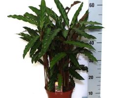 Calathea Rufibarba Elgergrass (Pauwenplant) (The Living Plant), pot 12 cm, h 40 cm - afbeelding 2