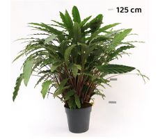 Calathea Rufibarba Elgergrass (Pauwenplant) (The Living Plant), pot 27 cm, h 100 cm - afbeelding 1