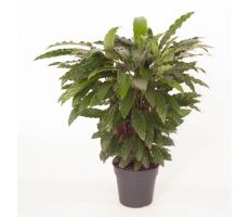 Calathea Rufibarba Elgergrass (Pauwenplant) (The Living Plant), pot 27 cm, h 100 cm - afbeelding 2
