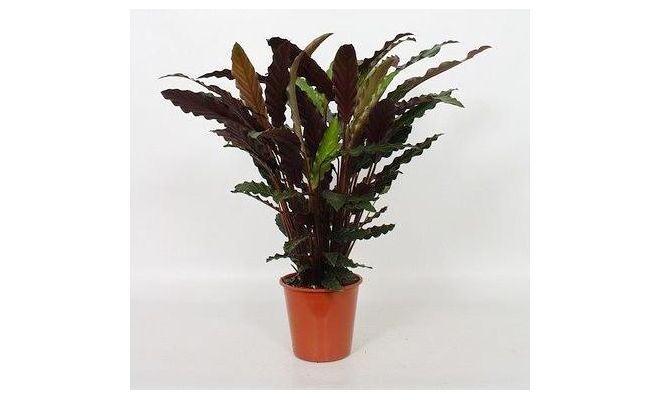 Calathea Rufibarba (Pauwenplant), pot 17 cm