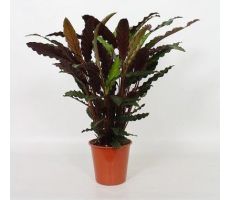 Calathea Rufibarba (Pauwenplant), pot 17 cm