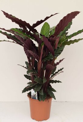 Calathea rufibarba, pot 19 cm, h 70 cm - afbeelding 1