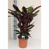 Calathea rufibarba, pot 19 cm, h 70 cm - afbeelding 2