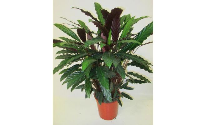 Calathea Rufibarba Wavestar (Pauwenplant)