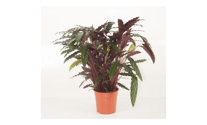 Calathea Rufibarba Wavestar (Pauwenplant), pot 14 cm, h 50 cm