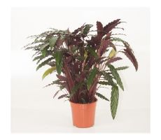 Calathea Rufibarba Wavestar (Pauwenplant), pot 14 cm, h 50 cm