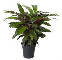 Calathea rufibarba 'Wavestar (Pauwenplant), pot 19 cm, h 80 cm