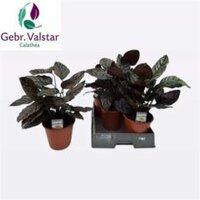 calathea sanderiana, h 45 cm - afbeelding 2
