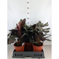 calathea sanderiana, h 45 cm - afbeelding 2