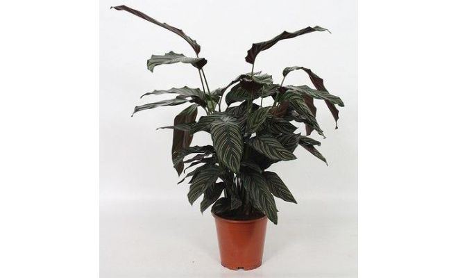 Calathea sanderiana Ornata (Pauwenplant) potmaat 12cm planthoogte 40cm