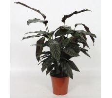 Calathea sanderiana Ornata (Pauwenplant) potmaat 12cm planthoogte 40cm