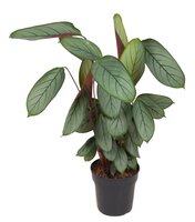 Calathea Silver star (Pauwenplant), pot 19 cm, h 70 cm