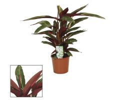 Calathea stromanthe (Pauwenplant) potmaat 12cm planthoogte 40cm