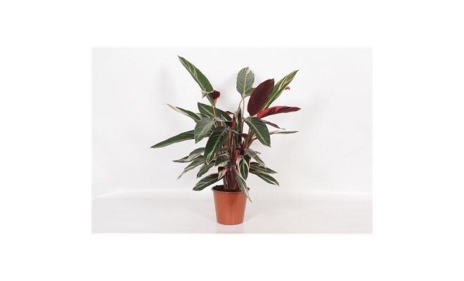 Calathea Stromanthe Sanguin Triostar (Pauwenplant), pot 14 cm
