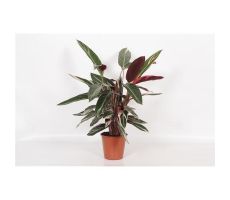 Calathea Stromanthe Sanguin Triostar (Pauwenplant), pot 14 cm