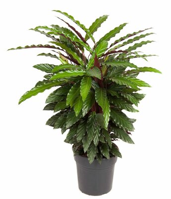 calathea warscewiczii (Pauwenplant) potmaat 19cm planthoogte 75cm - afbeelding 1