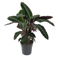 calathea warscewiczii (Pauwenplant) potmaat 19cm planthoogte 75cm - afbeelding 2