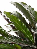 calathea warscewiczii (Pauwenplant) potmaat 19cm planthoogte 75cm - afbeelding 4